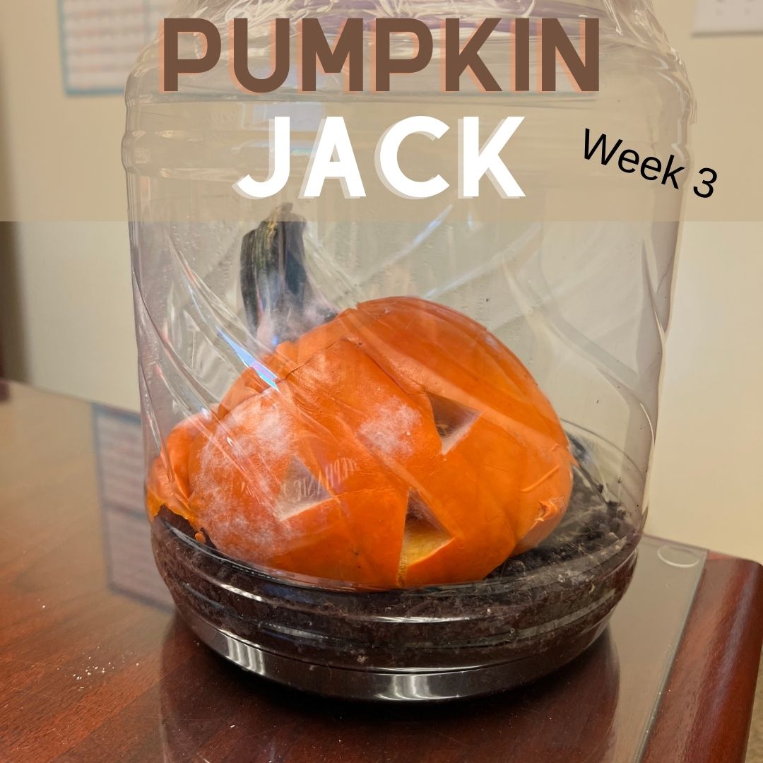 Pumpkin Jack is beginning to rot and shrink into the soil.