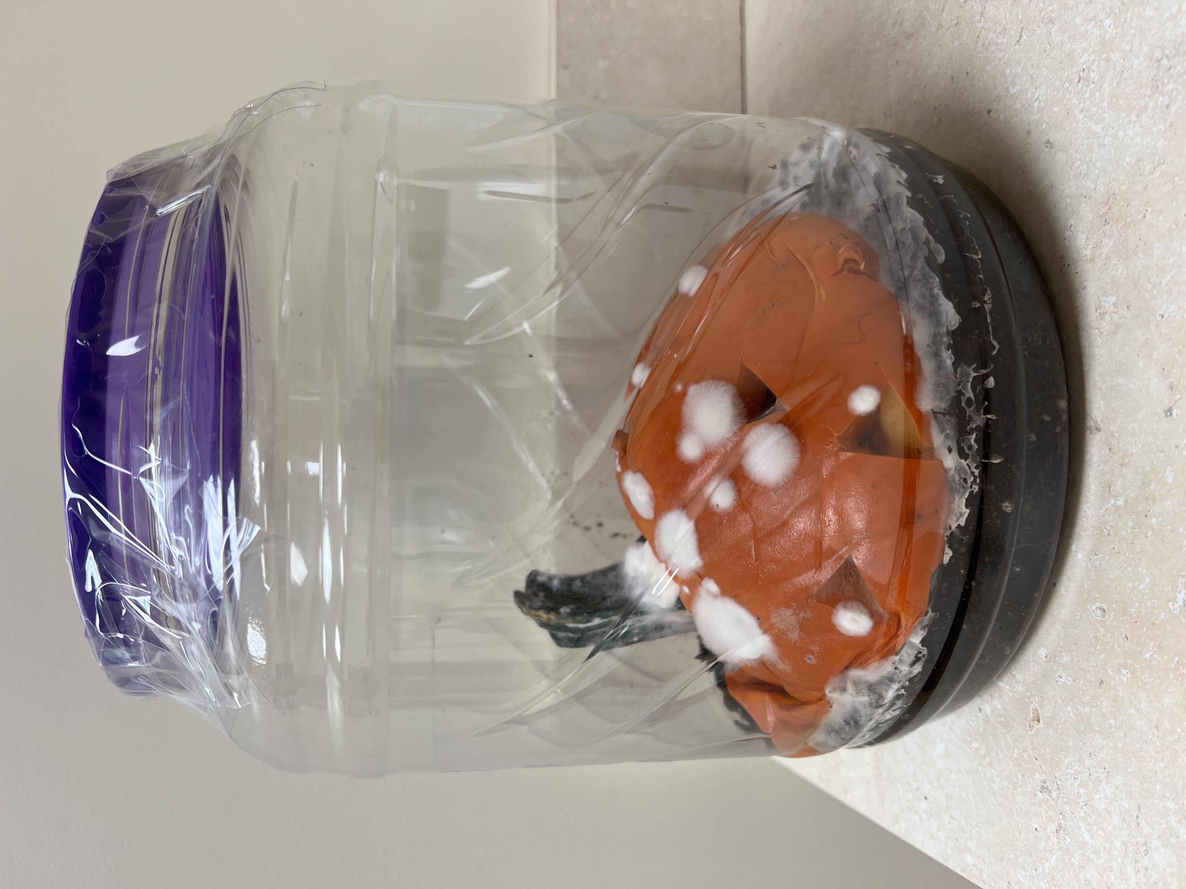A pumpkin in a jar decomposing. It has white mold growing along its surface.