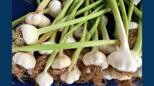 Garlic bulbs with green stems in a pile