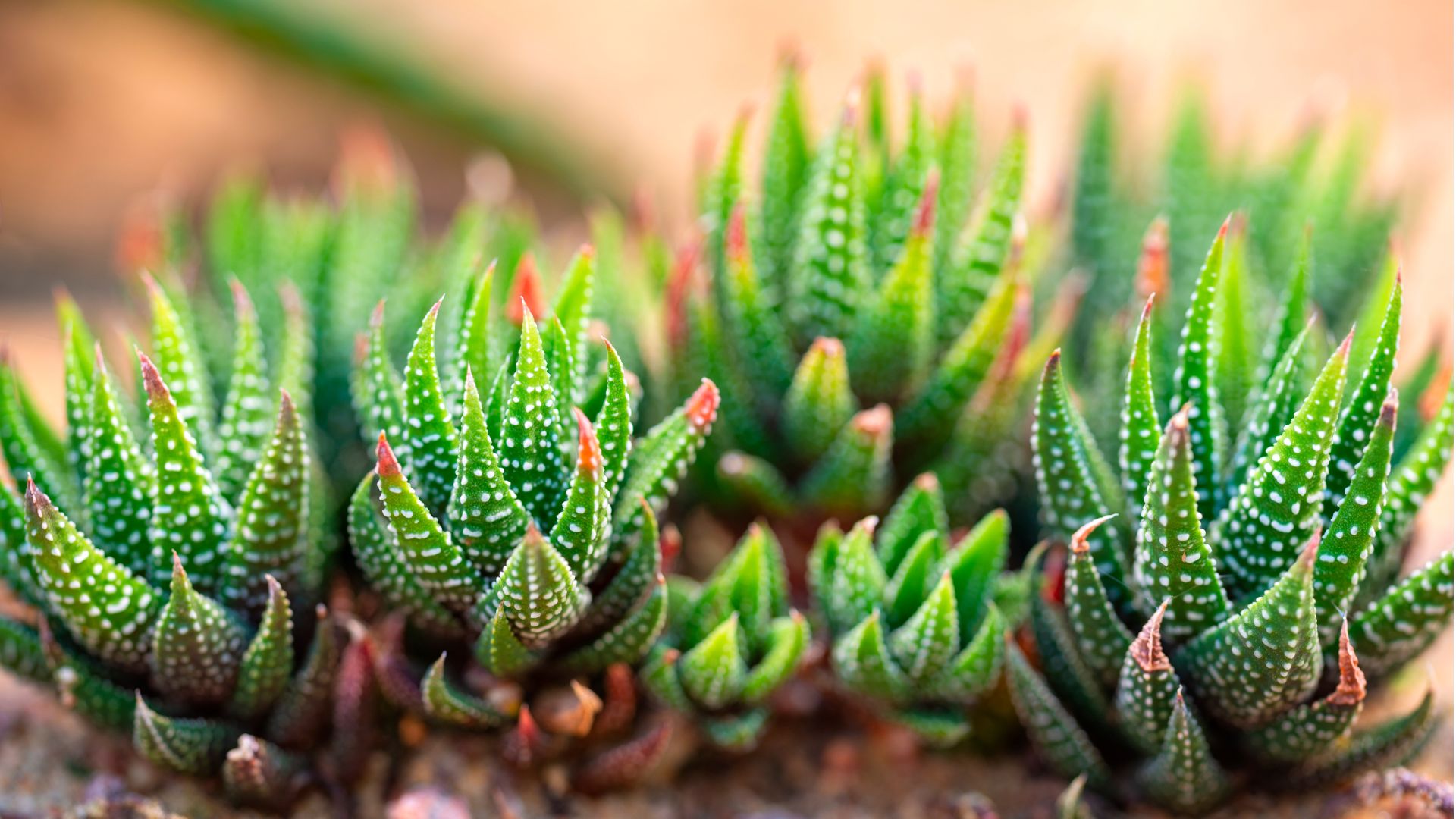 Succulent plant with green leaves and pink tips