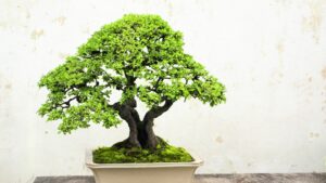 small bonsia tree in pot on table