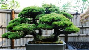Large bonsai in a pot