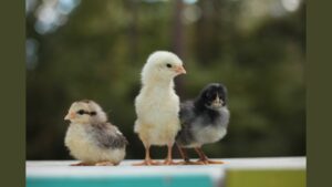 Baby chicks sitting on a deck