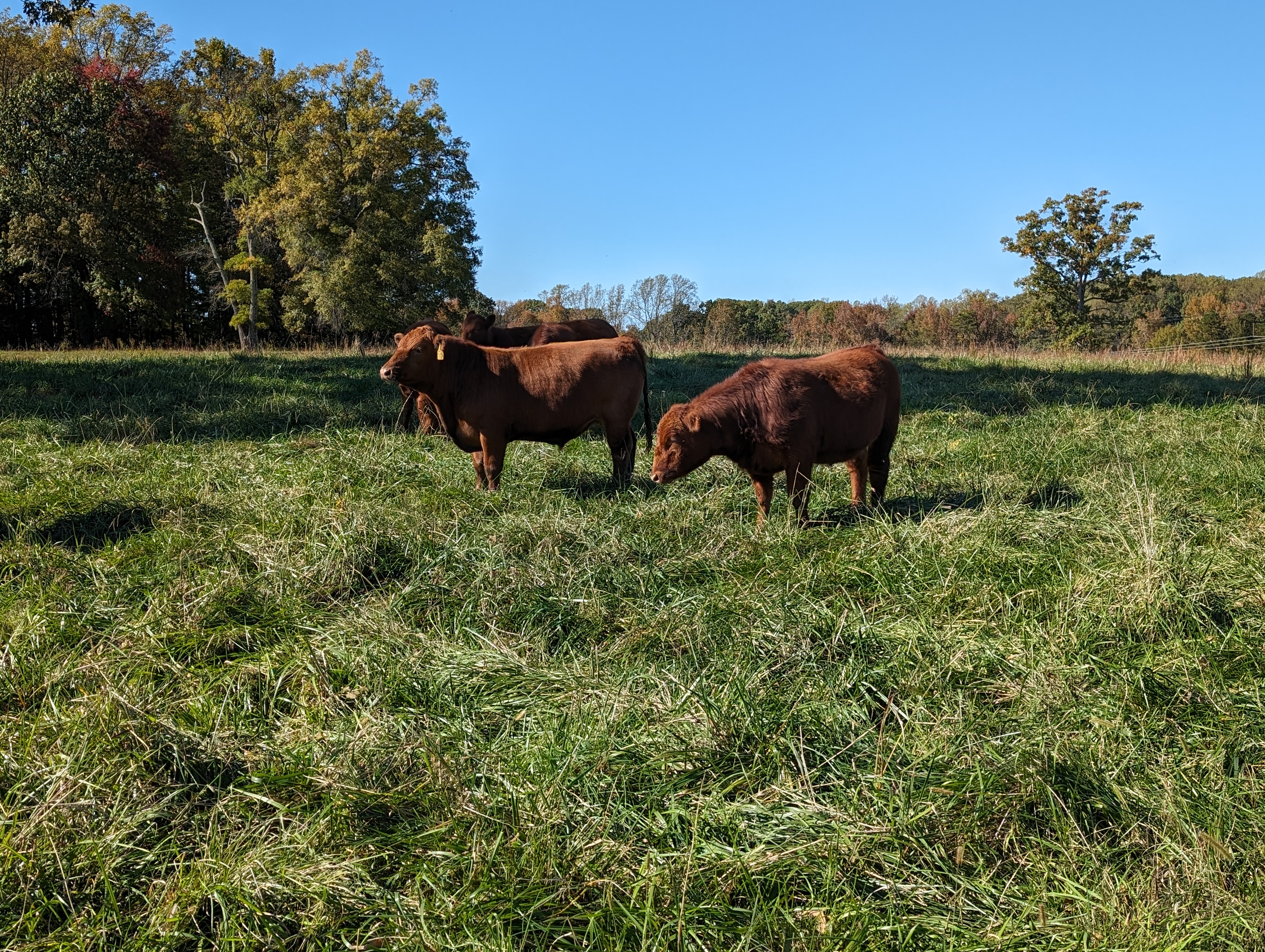 Two cows grazing in a pasture.