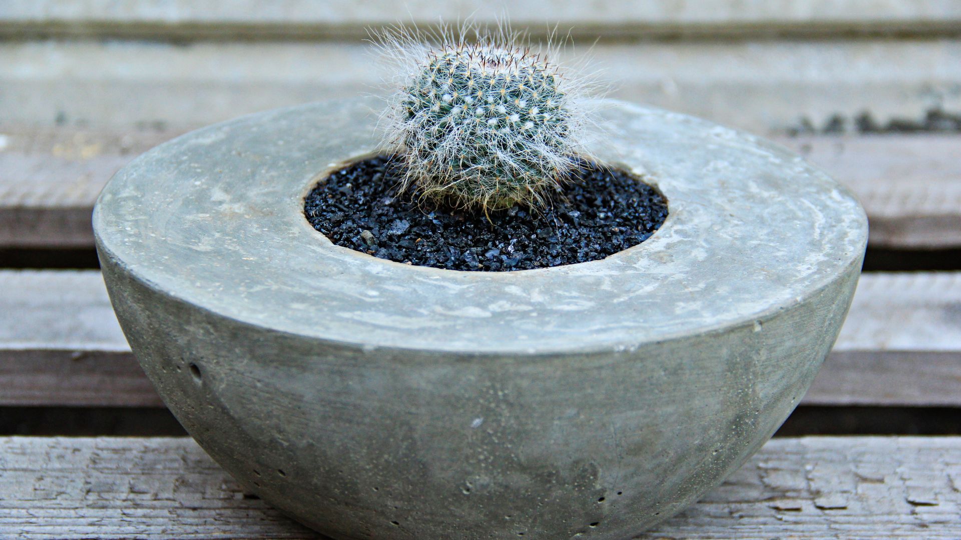 Small cactus in a concrete planter.