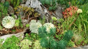 Colorful plants and rocks