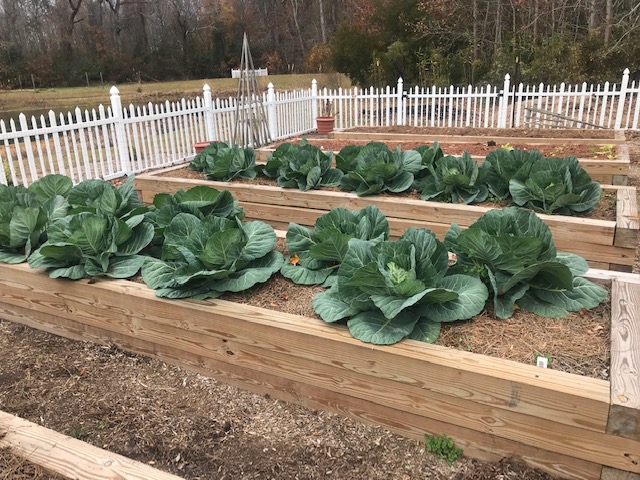 collards in raised beds