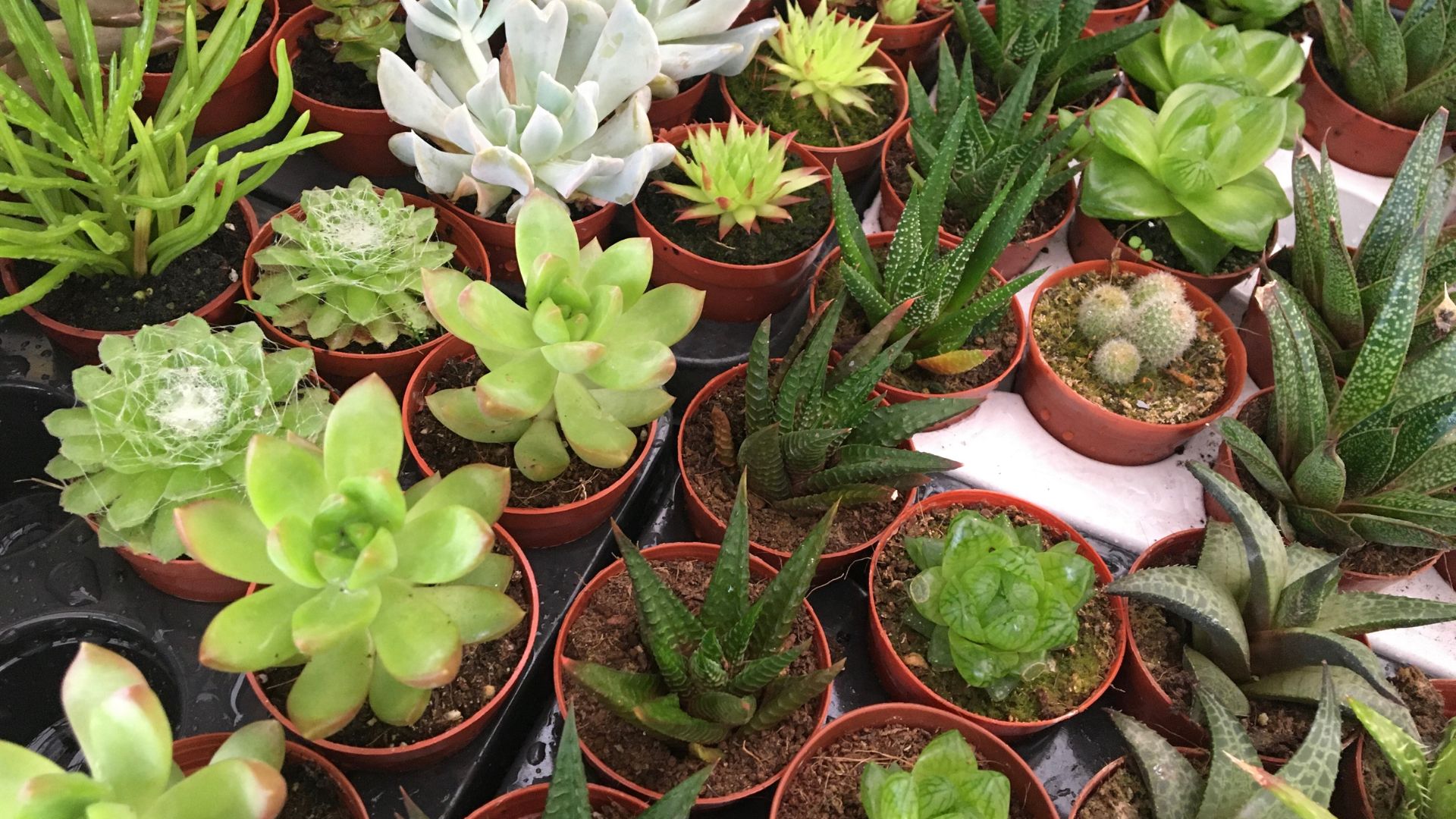 Variety of succulents in pots