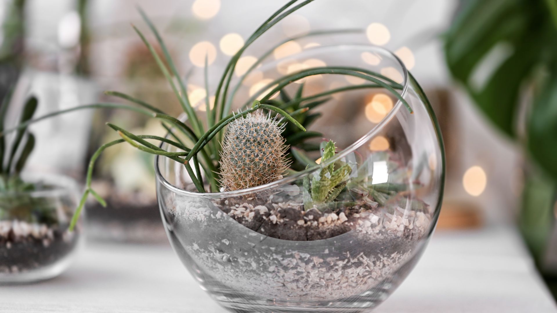 Glass bowl with plants 