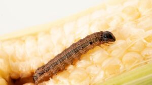 individual armyworm