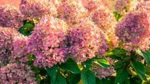 Pink and peach hydrangeas