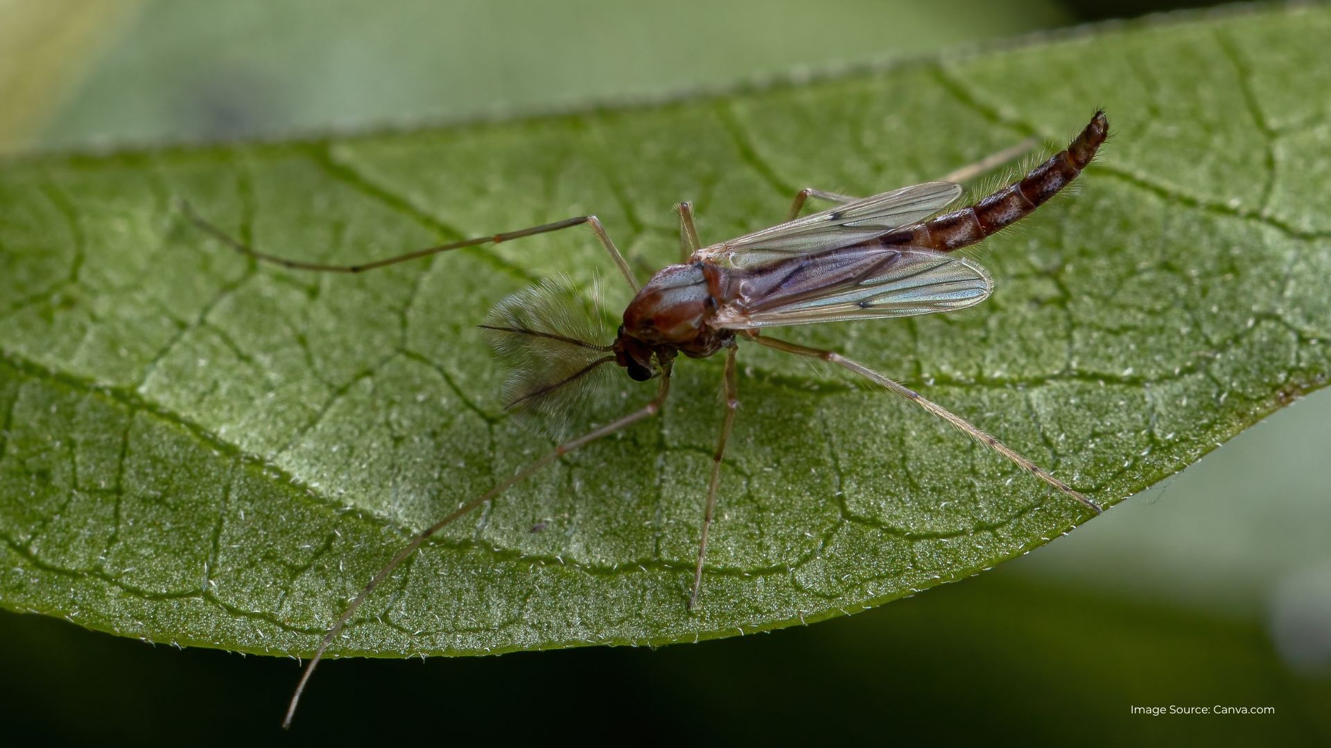 Midge on a leaf