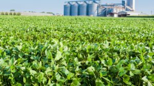 Soybean field and silos