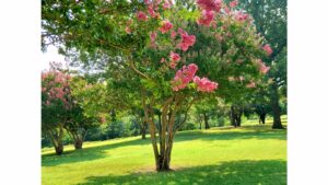 Crepe Myrtle in a yard