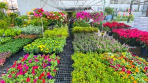 Plants in a greenhouse