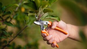 Hand holding pruning sheers