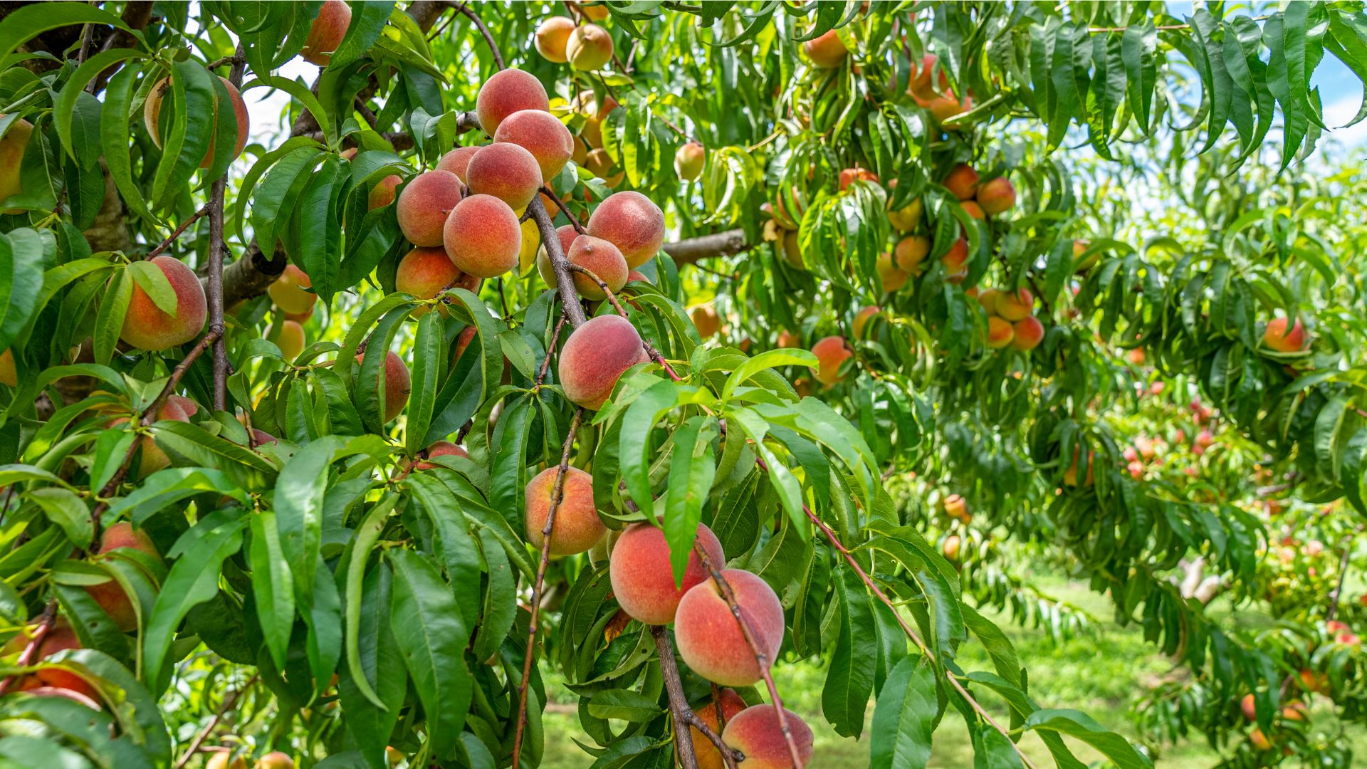 Peach Trees