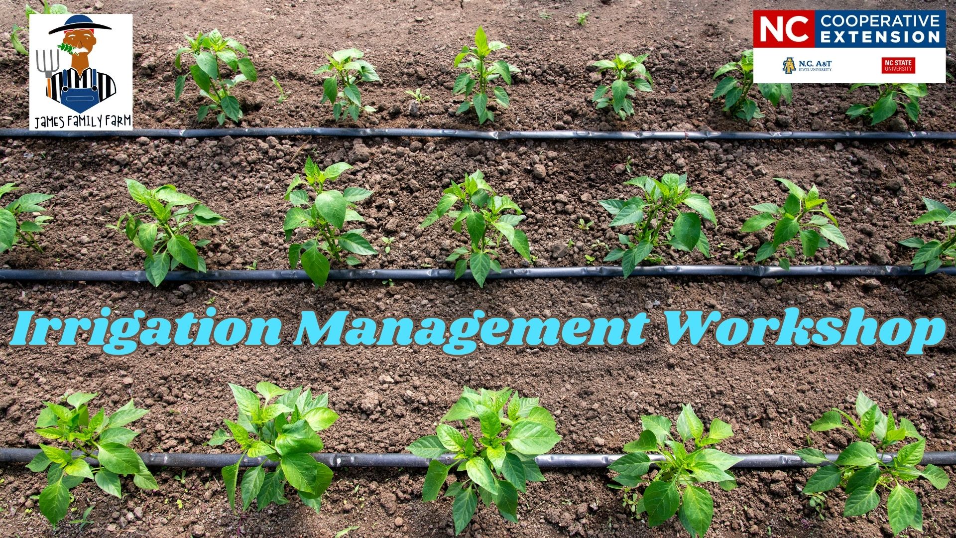 Irrigation in a field