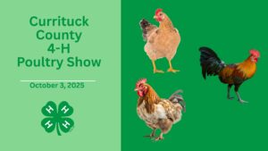 Currituck poultry show with roosters pictured