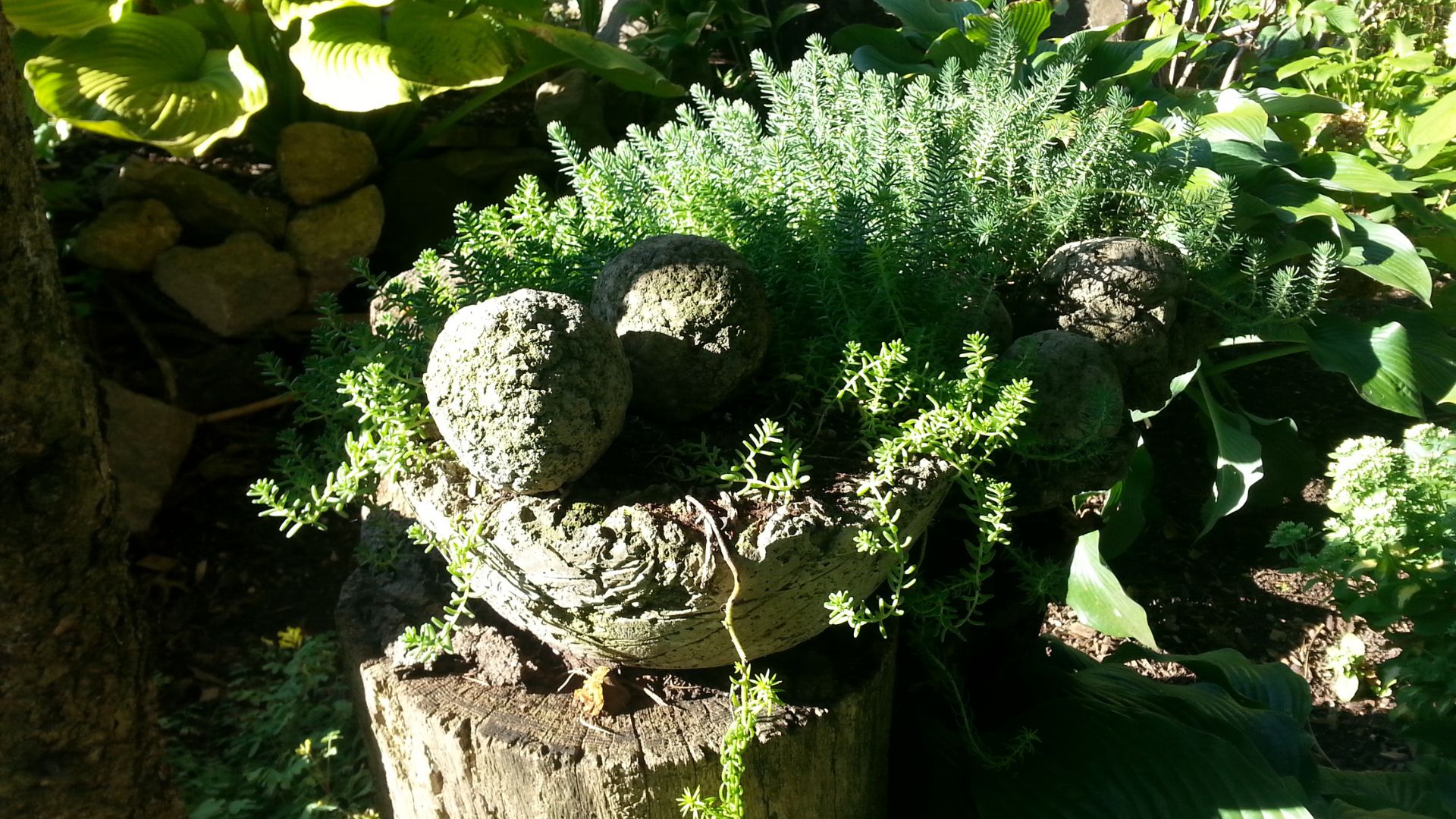 Hypertufa container with greenery