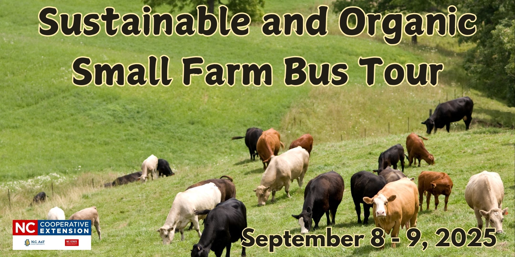 Cos grazing in a field