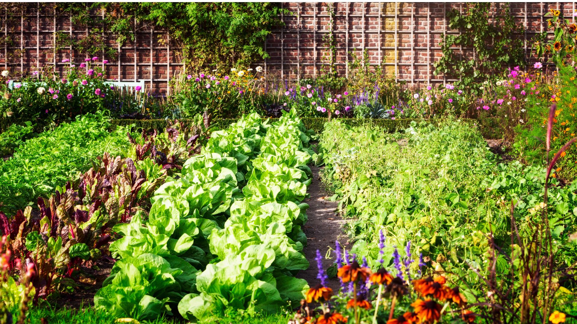 Rows of vegetables in a garden