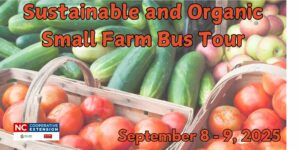 Tomatoes, cucumbers, and apples