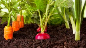 Root vegetables growing in soil