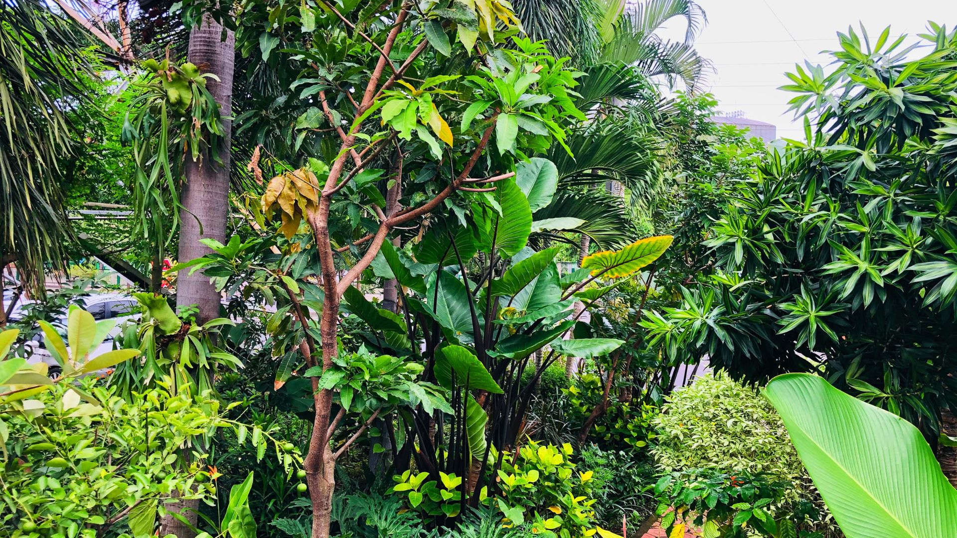 Green foliage