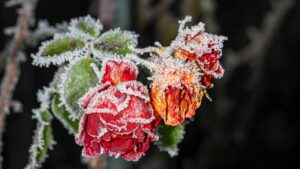 frost on flowers
